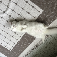 İran Kedisi (Persian), Kedi  Maviş fotoğrafı
