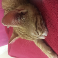 Tekir Kedi, Kedi  Leo fotoğrafı