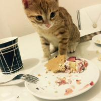 Tekir Kedi, Kedi  Leo fotoğrafı