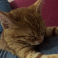 Tekir Kedi, Kedi  Leo fotoğrafı