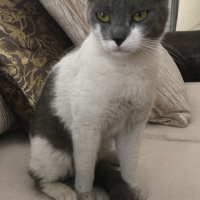 Tekir Kedi, Kedi  Hera fotoğrafı