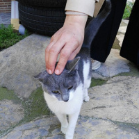 Tekir Kedi, Kedi  Hera fotoğrafı
