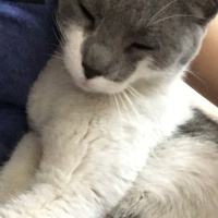 Tekir Kedi, Kedi  Hera fotoğrafı