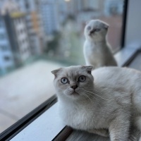 Scottish Fold, Kedi  Lina fotoğrafı