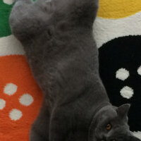 British Shorthair, Kedi  Simith fotoğrafı