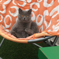 British Shorthair, Kedi  Simith fotoğrafı