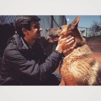 Alman Çoban Köpeği, Köpek  Şans fotoğrafı