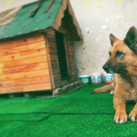 Alman Çoban Köpeği, Köpek  Şans fotoğrafı