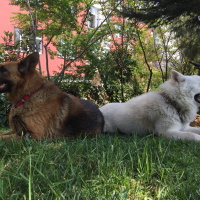 Alman Çoban Köpeği, Köpek  Şans fotoğrafı