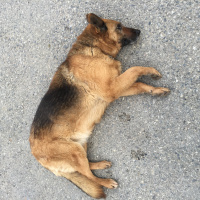 Alman Çoban Köpeği, Köpek  Şans fotoğrafı