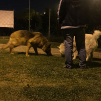 Alman Çoban Köpeği, Köpek  Şans fotoğrafı