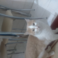 Tekir Kedi, Kedi  Prens fotoğrafı