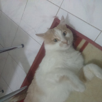 Tekir Kedi, Kedi  Prens fotoğrafı