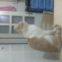 Tekir Kedi, Kedi  Prens fotoğrafı