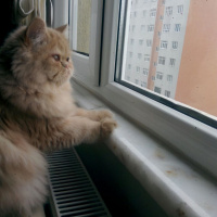 Chinchilla, Kedi  Miya fotoğrafı