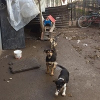 Alman Çoban Köpeği, Köpek  İşim yok fotoğrafı