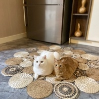 British Shorthair, Kedi  GANDALF fotoğrafı