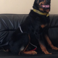 Rottweiler, Köpek  POYRAZ fotoğrafı