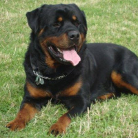 Rottweiler, Köpek  POYRAZ fotoğrafı