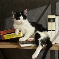 Tekir Kedi, Kedi  Mıstık fotoğrafı