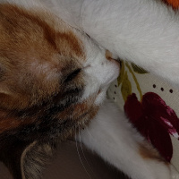 Tekir Kedi, Kedi  Şımarık fotoğrafı