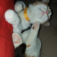 Tekir Kedi, Kedi  Şımarık fotoğrafı