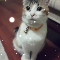 Tekir Kedi, Kedi  Şımarık fotoğrafı
