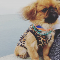 Pekingese, Köpek  Bıdık fotoğrafı
