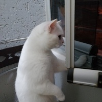 British Shorthair, Kedi  Köpük fotoğrafı