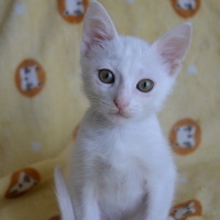 Tekir Kedi, Kedi  Sütlaç fotoğrafı