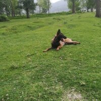 Belçika Malinois, Köpek  Laki fotoğrafı