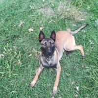 Belçika Malinois, Köpek  Laki fotoğrafı