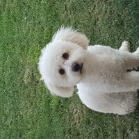 Maltese, Köpek  Hamlet fotoğrafı