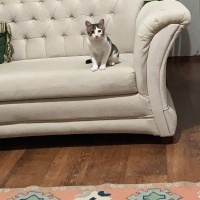 Tekir Kedi, Kedi  TEKO fotoğrafı