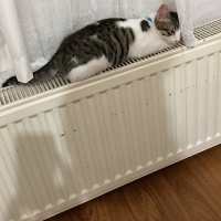 Tekir Kedi, Kedi  TEKO fotoğrafı