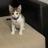 Tekir Kedi, Kedi  TEKO fotoğrafı
