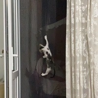 Tekir Kedi, Kedi  TEKO fotoğrafı