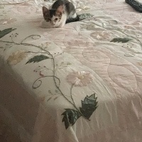 Tekir Kedi, Kedi  TEKO fotoğrafı