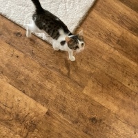 Tekir Kedi, Kedi  TEKO fotoğrafı