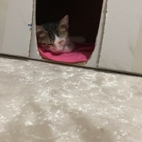 Tekir Kedi, Kedi  TEKO fotoğrafı