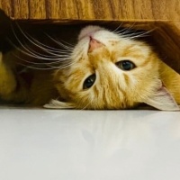 Scottish Fold, Kedi  Ponçik fotoğrafı