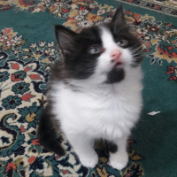 Tekir Kedi, Kedi  Mimi fotoğrafı