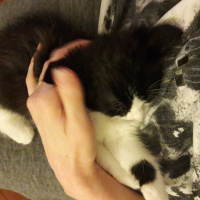 Tekir Kedi, Kedi  Mimi fotoğrafı