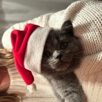 British Shorthair, Kedi  Çakıl fotoğrafı