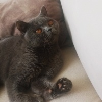 British Shorthair, Kedi  Duman fotoğrafı