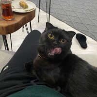 Scottish Fold, Kedi  Gece fotoğrafı