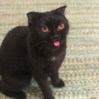 Scottish Fold, Kedi  Gece fotoğrafı