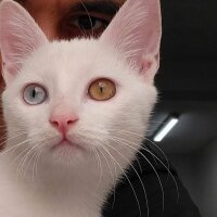 Van Kedisi, Kedi  HERKÜL fotoğrafı