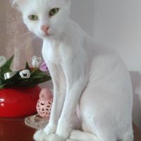 Van Kedisi, Kedi  Ronin fotoğrafı