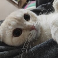 Scottish Fold, Kedi  LUCKY fotoğrafı